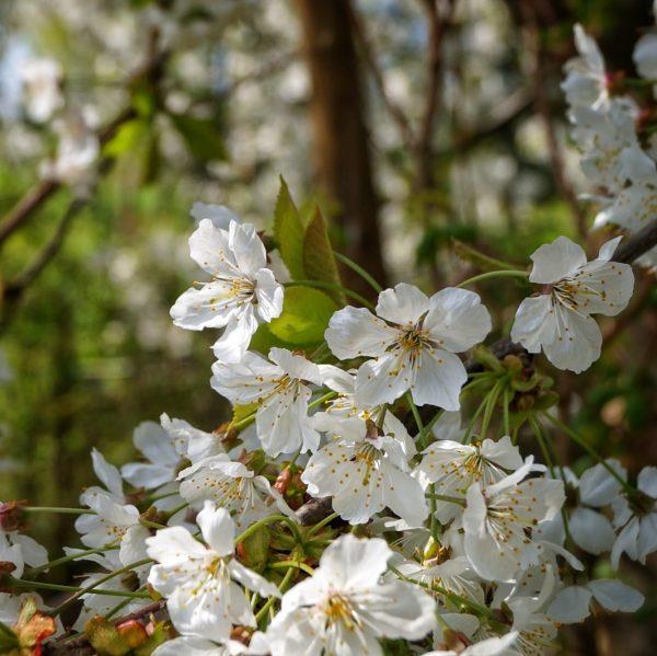 Bloesems