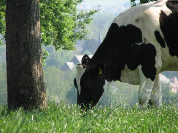 Streekproducten autorondrit door het Limburgse Haspengouw